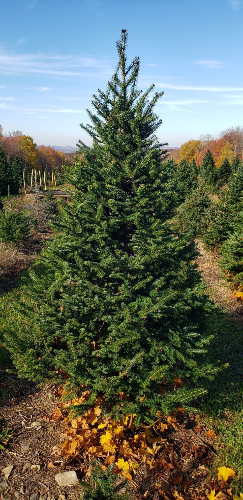 Mountain Ash Tree Farm Quality NY State Grown Trees