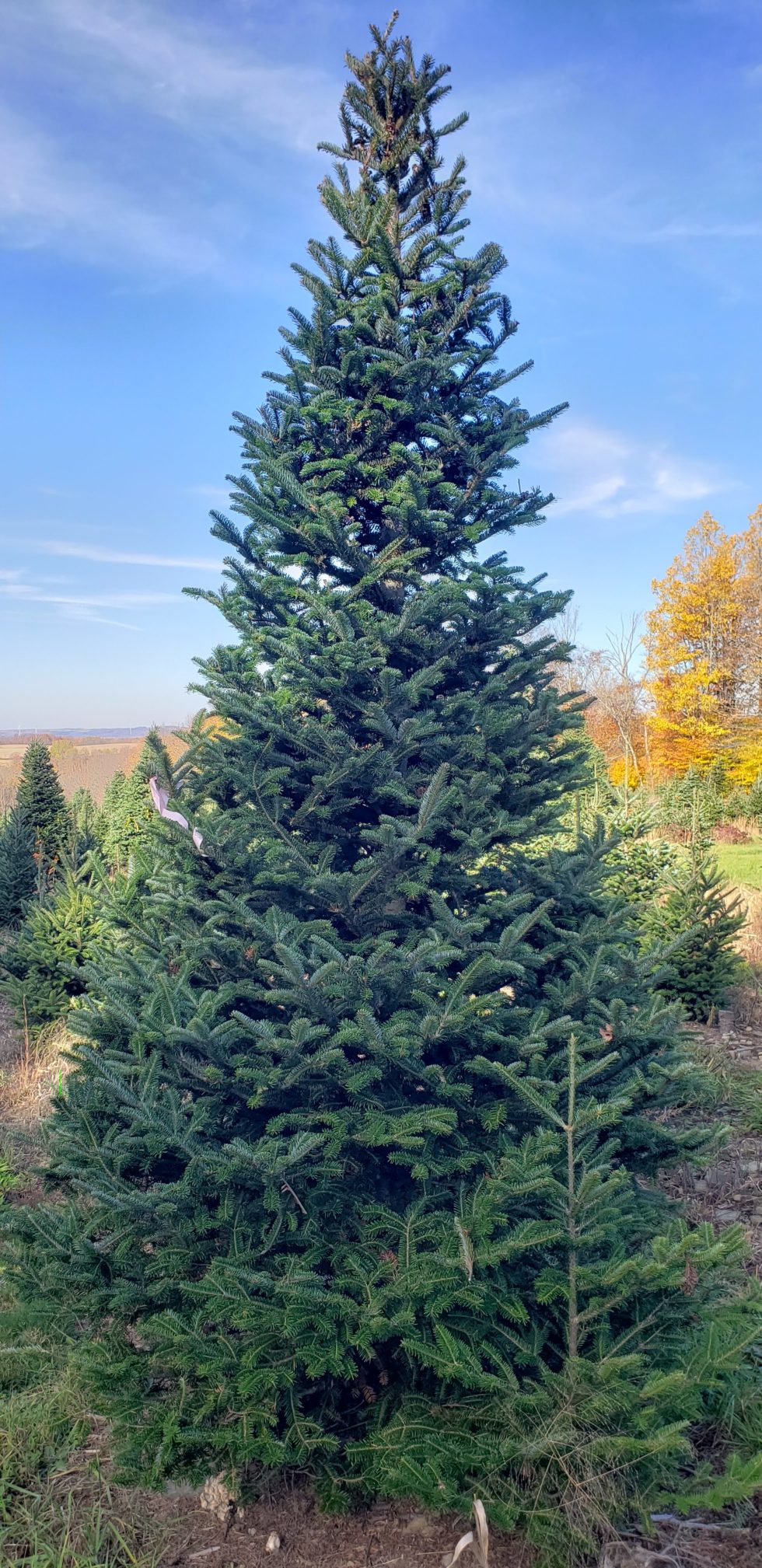 Mountain Ash Tree Farm Quality NY State Grown Trees