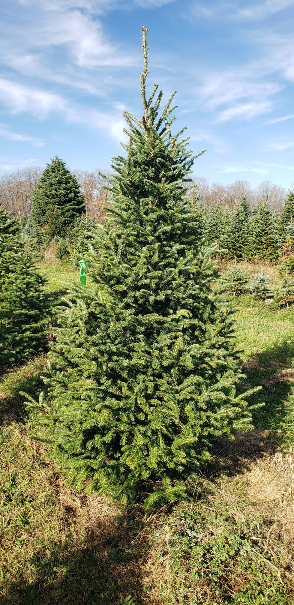 Mountain Ash Tree Farm Quality NY State Grown Trees